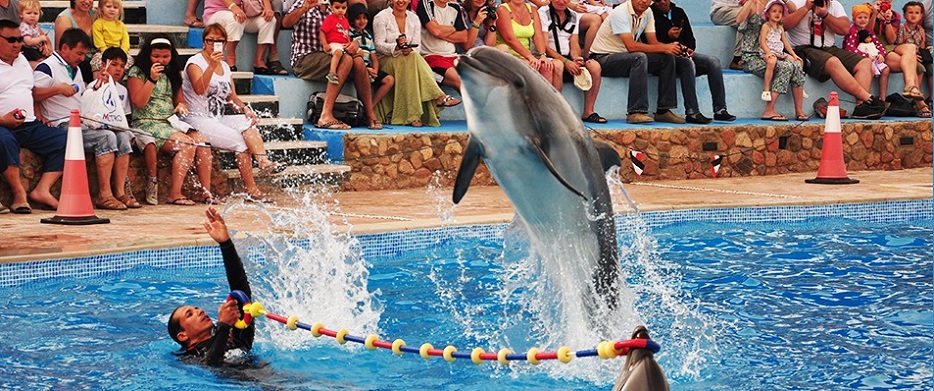 Sharm El sheikh Dolphin show